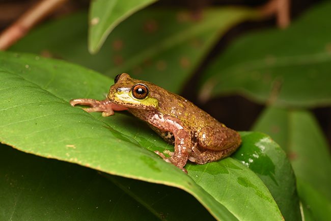 Estación Biológica Cuerici - Conservacion